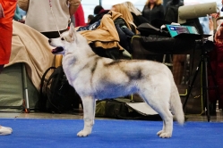 Sindi CACIB Brno 24.01.2026